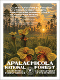 Apalachicola National Forest